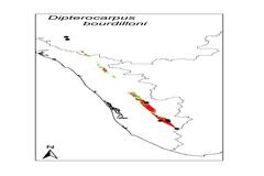 Dipterocarpus bourdillonii